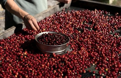 The Complete World Of Coffee
