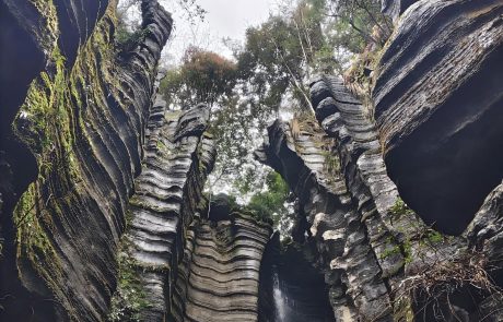 The Stone Forest