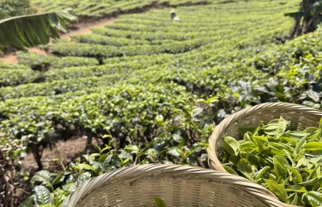 The Spectrum Of Yunnan Tea