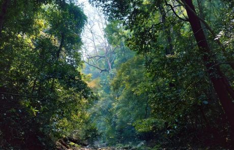 The Tropical Rainforest